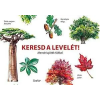 Scolar Kiadó Kft. Keresd a levelét! - Memóriajáték fákkal