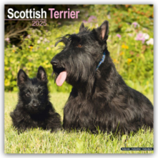 Scottish Terrier - Scottish Terrier 2025- 16-Monatskalender – Avonside Publishing Ltd naptár, kalendárium