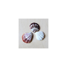  Shell kagyló, 3db/cs. Mérete: 30-40 mm dekorációs kellék