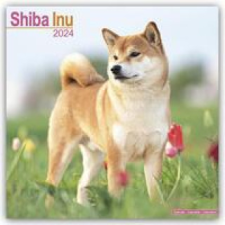  Shiba Inu Calendar 2024  Square Dog Breed Wall Calendar - 16 Month naptár, kalendárium