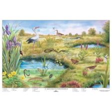 Stiefel A mocsár életközössége iskolai kiegészítő