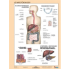 STIEFEL Tanulói munkalap, A4, STIEFEL "Az emésztőrendszer"