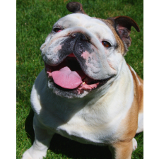 Számfestő Boldog bulldog - vászonkép grafika, keretezett kép