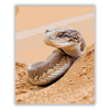 Számfestő.hu Sivatagi Homoki Boa a Dűnék Között - számfestő készlet
