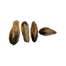 Szárított egész Mehogany dekorációs kellék