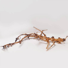  SZB Akvárium dísz - (Japán fagyökér) akváriumba és terráriumba (S) hüllőfelszerelés