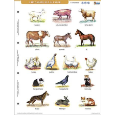  Tanulói munkalap, A4, STIEFEL" A ház körül élő állatok" tankönyv