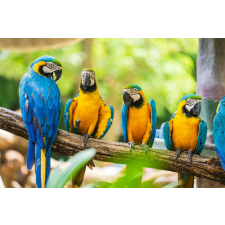  Tapéta Birds7, 400 x 250 cm tapéta, díszléc és más dekoráció