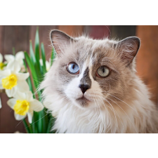  Tapéta Cat16, 300 x 200 cm tapéta, díszléc és más dekoráció