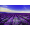  Tapéta Levendula1, 350 x 200 cm