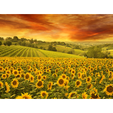  Tapéta Naplemente napraforgó felett, 400 x 250 cm tapéta, díszléc és más dekoráció