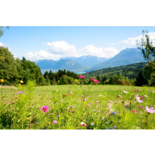  Tapéta Natura110, 300 x 200 cm tapéta, díszléc és más dekoráció