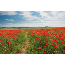  Tapéta Natura26, 300 x 200 cm tapéta, díszléc és más dekoráció
