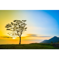  Tapéta Natura27, 300 x 250 cm tapéta, díszléc és más dekoráció