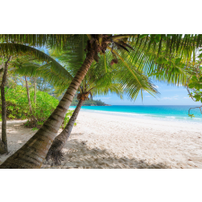  Tapéta Pálmafák árnyékában, 300 x 250 cm tapéta, díszléc és más dekoráció