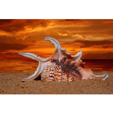  Tapéta Strand, kagylók, alkonyat, 300 x 200 cm tapéta, díszléc és más dekoráció