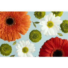  Tapéta Virágok162 Gerberák és százszorszépek, 350 x 250 cm tapéta, díszléc és más dekoráció