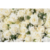  Tapéta Virágok173 Fehér rózsák2, 300 x 250 cm