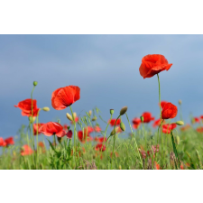  Tapéta Virágok30, 300 x 200 cm tapéta, díszléc és más dekoráció
