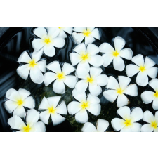  Tapéta Virágok52, 400 x 250 cm tapéta, díszléc és más dekoráció