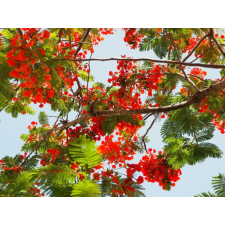  Tapéta Virágok60, 300 x 200 cm tapéta, díszléc és más dekoráció