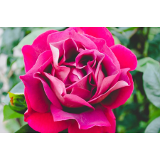  Tapéta Virágok66, 300 x 200 cm tapéta, díszléc és más dekoráció