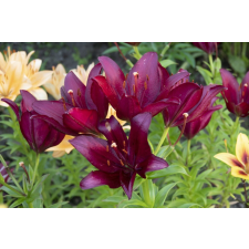  Tapéta Virágok77, 350 x 250 cm tapéta, díszléc és más dekoráció