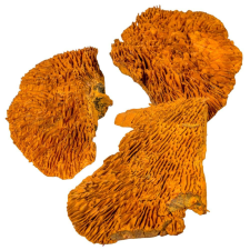  Tapló feh.narancs 11dkg/csom dekorációs kellék