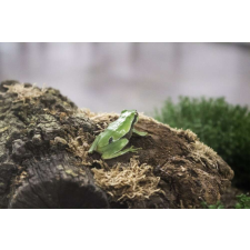  Terrárium fűtőszőnyeg - S 30*55 cm hüllőfelszerelés