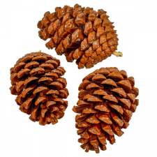  Toboz natúr 10-12cm 10db-os dekorációs kellék