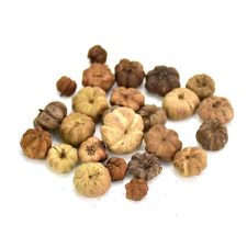  Tökbogyó, natúr, 5db/cs vegyesen. Mérete: 10-12 mm dekorációs kellék