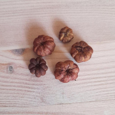  Tökbogyó, rozsda, 5 db/cs. Mérete: 5-20 mm között vegyesen dekorációs kellék