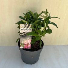  Törpe nyári orgona - Buddleja davidii Butterfly Candy Little Pink fa és növény