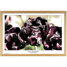 Tradag Natura 40x60 fényképkeret