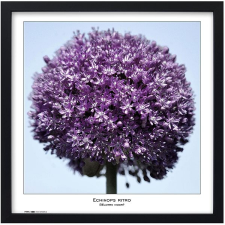 Tradag Natura 50×50, fekete fényképkeret