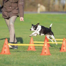 Trixie Trixie Dog Activity agility akadálypálya szett (Tartalom: 4 bólya, 2 rúd, Méretek: Ø30cm x 50/100cm) kutyatál