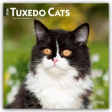  Tuxedo Cats - Tuxedo Katzen 2026 - 16-Monatskalender naptár, kalendárium