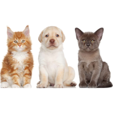  Vászon festmény, MÉDIA, Barátok105 x 70 cm grafika, keretezett kép