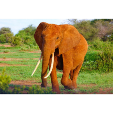  Vászon festmény, MEDIA, Elefánt a szavannában, 105 x 70 cm grafika, keretezett kép