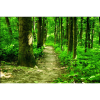  Vászon festmény, MEDIA, Erdőben ösvényen, 105 x 70 cm