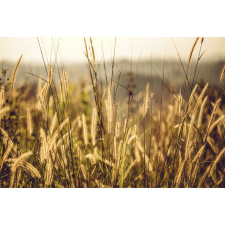 Vászon festmény, MEDIA, Fűszálak, 105 x 70 cm grafika, keretezett kép