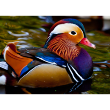  Vászon festmény, MÉDIA, Mandarin kacsa, 105 x 70 cm grafika, keretezett kép