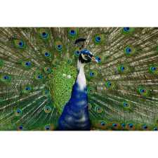  Vászon festmény, MEDIA, Páva, 105 x 70 cm grafika, keretezett kép