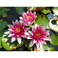  Vászon festmény, MÉDIA, Rózsaszín tavirózsák, 105 x 70 cm grafika, keretezett kép