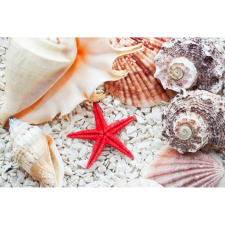  Vászon festmény, MÉDIA, Tengeri csillag és kagylók, 105 x 70 cm grafika, keretezett kép