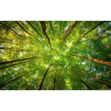  Vászon festmény, MÉDIA, Zöld korona105 x 70 cm grafika, keretezett kép