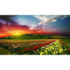  Vászonfestmény, MÉDIA, Naplemente rózsamező felett, 105 x 70 cm