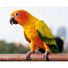  Vászonfestmény, MÉDIA, Sárga papagáj, 105 x 70 cm grafika, keretezett kép