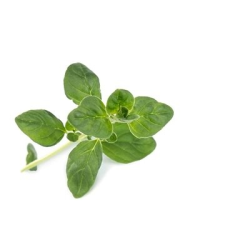 Véritable Igazi Lingot Oregano BIO dekoráció