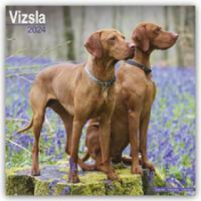  Vizsla - Ungarische Vorstehhunde 2024 - 16-Monatskalender naptár, kalendárium